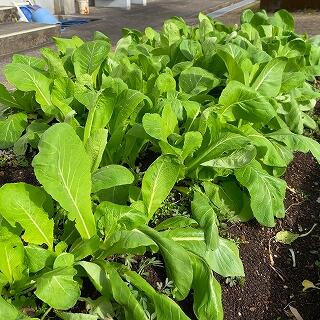 さらにでっかくなってます！