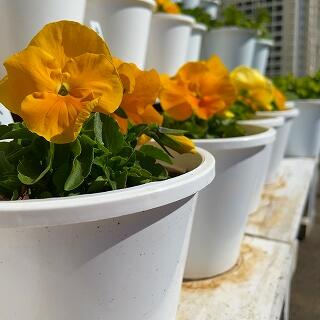 元気に育ってます！