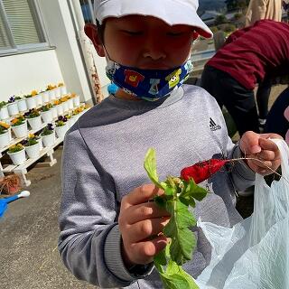 ニンジンみたいです