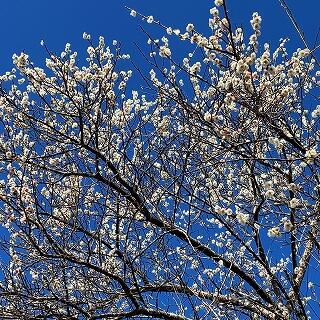 梅の花　満開です！