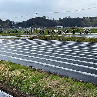 １列で歩いてきますよ