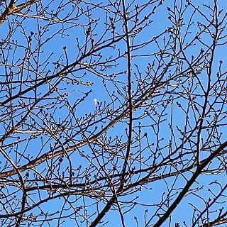 桜の花が咲いていました！