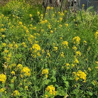 菜の花満開です。