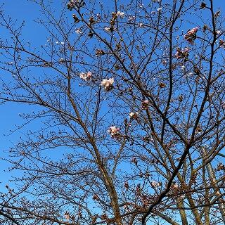 運動場南側の桜です