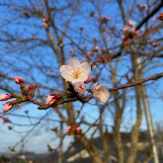 かわいい桜です