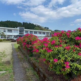 これがシャクナゲ