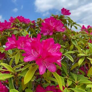 きれいに咲きそろいました