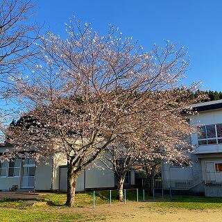 だいぶ開いてきましたね。