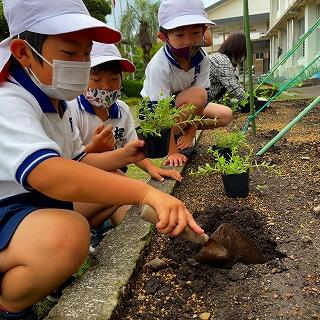 スコップで苗を植える穴をあけます