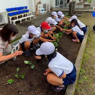 イモの苗も植えました！