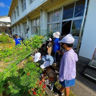 ヘチマとヒョウタンの棚です。台風前に一度撤去したので、少なくなりました。