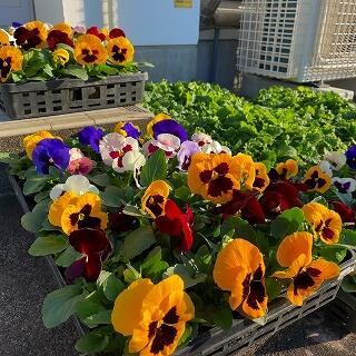 元気に育ってね