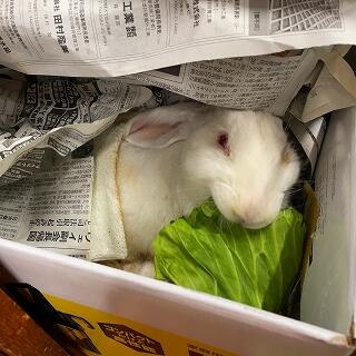 おっ、キャベツだ！うまーい！！