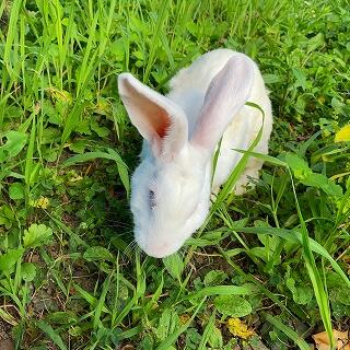 令和３年８月５日　お散歩中のぴょん吉