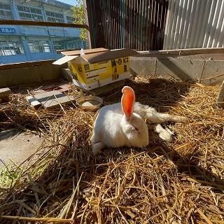 令和４年１月２０日　ワラの上でひなたぼっこのぴょん吉