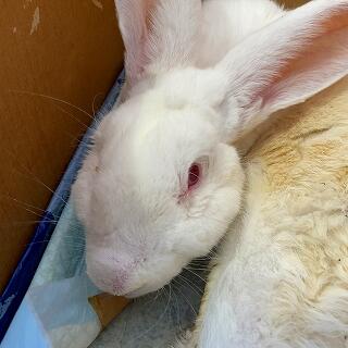 令和４年１月２８日　気配を感じて顔をあげるぴょん吉