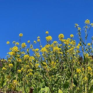 学校の裏に咲いていた菜の花です