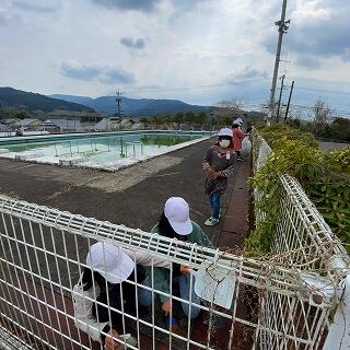 プールの周りもけっこう草が生えてきますね