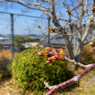 つぼみももうパンパンです