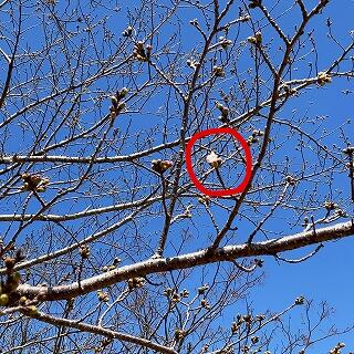 白い花がありますね