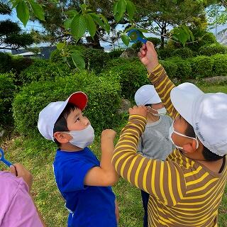 桜はすっかり花が落ちてしまいましたね