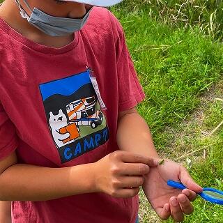 まだ羽も生えていないバッタの赤ちゃん