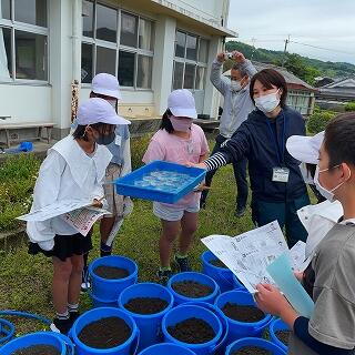 もみからちょっとだけ芽が出ていますよ
