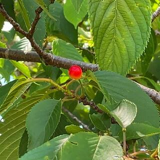 たった一つ、実がなっていましたよ