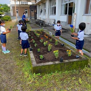 どうやって植えるのかな？
