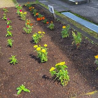 きれいな花をたくさん咲かせてくださいね。