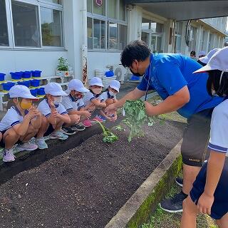ほほぉ、これがイモの苗か