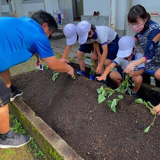 こうやって斜めに植えていきますよ。
