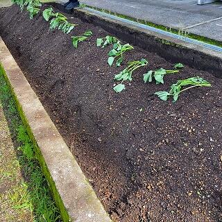 ここから元気に育っていきますよ