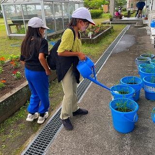 バケツ稲よ、元気だったかい？