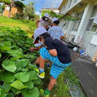 イモ畑も茂ってきたね
