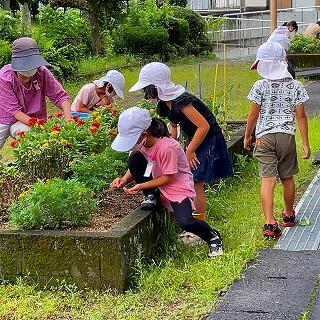何本草をとったかな？