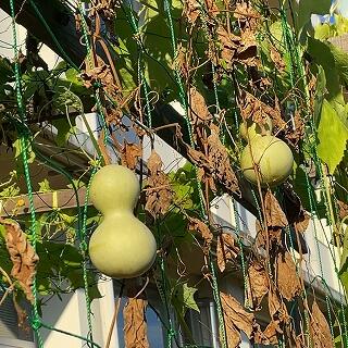 この植物は何かな？