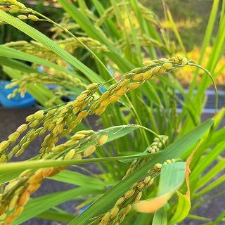 実りの秋が近づいていますよ