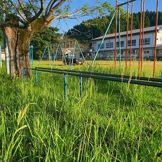 草がボーボーに生えています