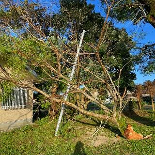 センダンは折れやすいですね