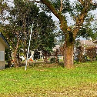 枝がなくなりました！