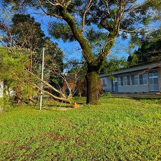 大きな枝が落下しています
