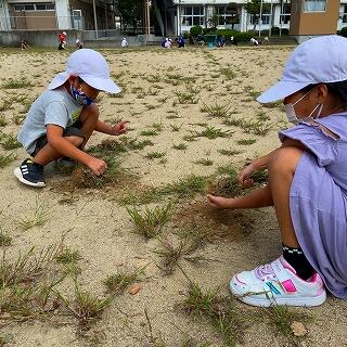 力いっぱい草を抜いてくれます