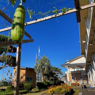 ヘチマも気持ちよさそう♪