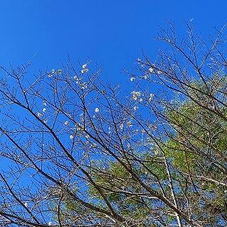運動場の桜も咲いてます(^^;)