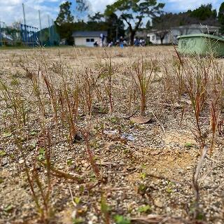 草の色も茶色くなってきました。