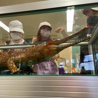 ワニ？のはく製