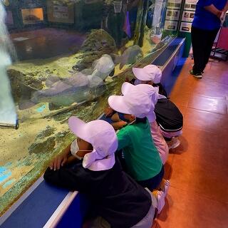 でっかいアカメという魚です