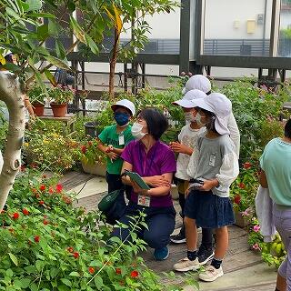 先生、チョウはどこですか？