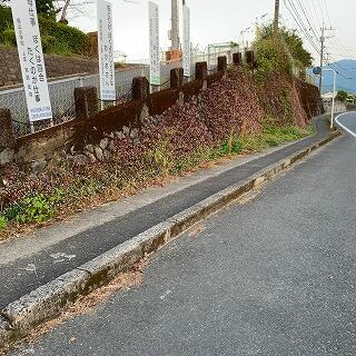 植物のツルがはびこっています